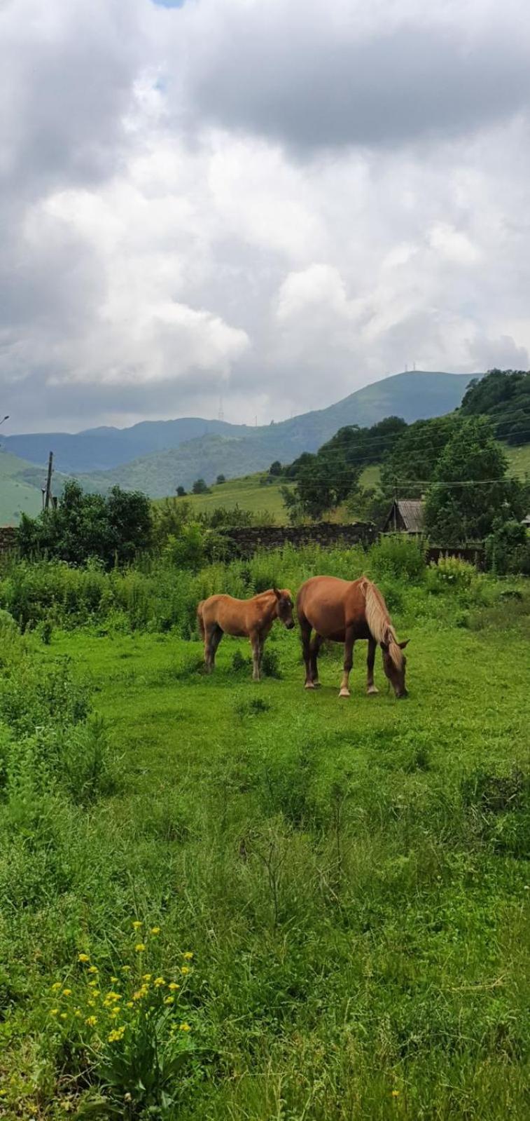 Green Agarak Guest House Near Dendropark, Stepanavan Gyulagarak エクステリア 写真